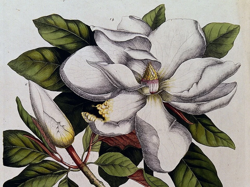 1708-Georg Dionys Ehret - Una specie di Magnolia